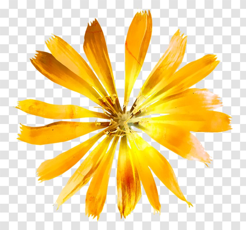 Flower Yellow Petal Image Painting Transparent PNG