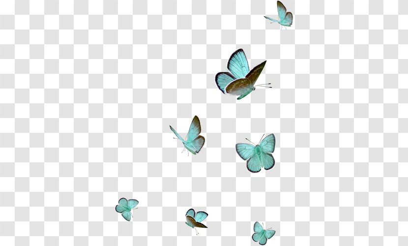 Turquoise - Butterfly - Design Transparent PNG