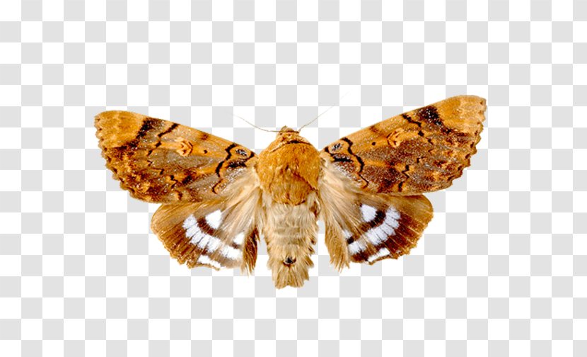 Insect Angoumois Grain Moth Lepidoptera Mole Transparent PNG