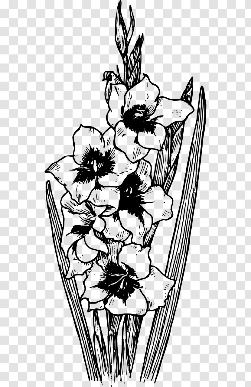 Coloring Book Drawing Stock Photography Gladiolus Communis Clip Art - Frame - Botany Transparent PNG