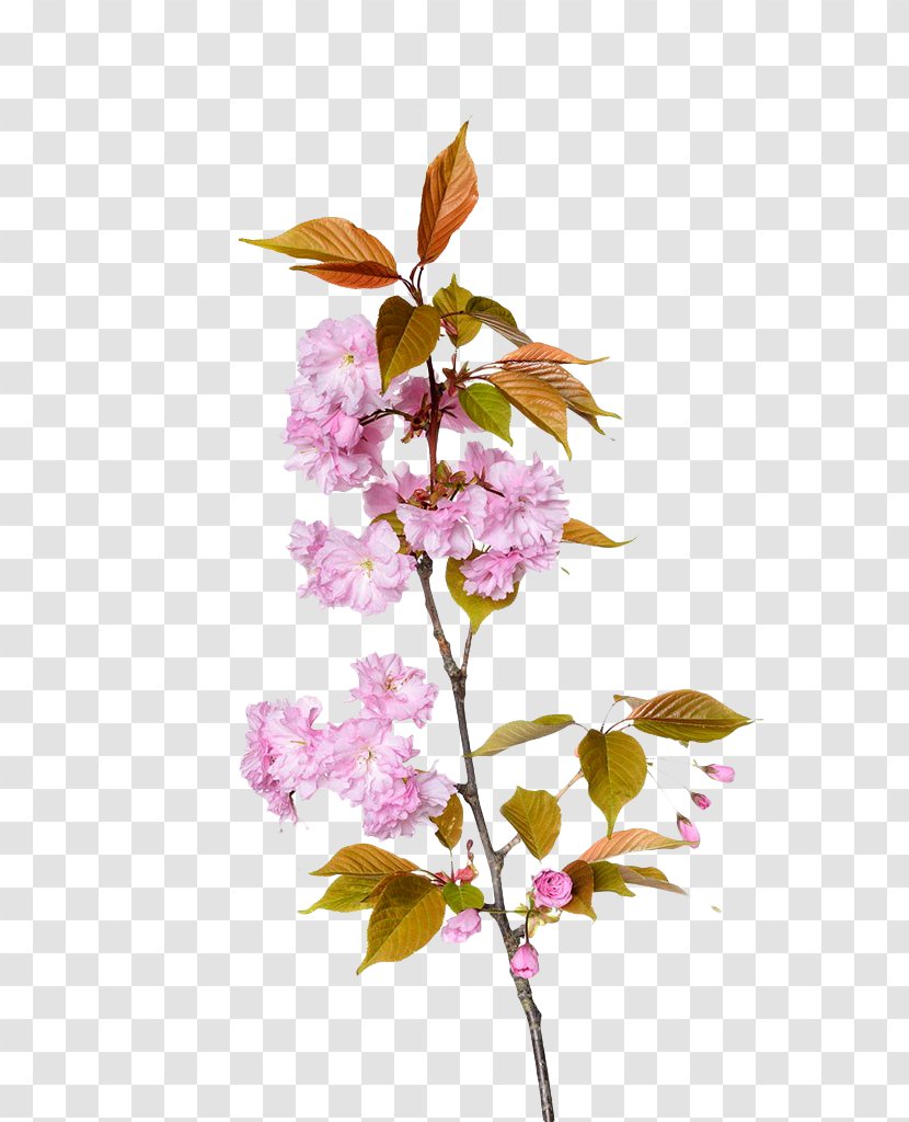 Cherry Blossom Branch Floral Design - Designer - Pink Branches Transparent PNG
