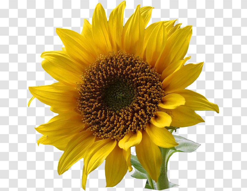 Flower Clip Art - Animation - Sunflower Transparent PNG
