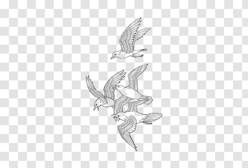 Drawing Bird Sketch - Pigeon Transparent PNG