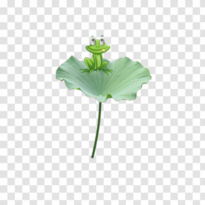 Edible Frog Leaf Nelumbo Nucifera - Lotus Effect Transparent PNG