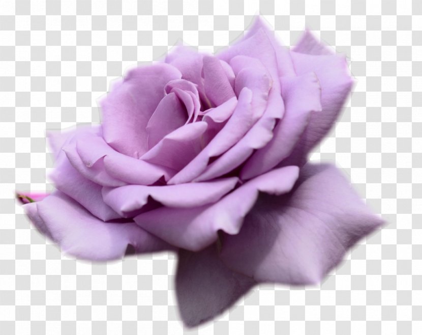 Rose Flower Desktop Wallpaper Purple Lavender - Red Transparent PNG