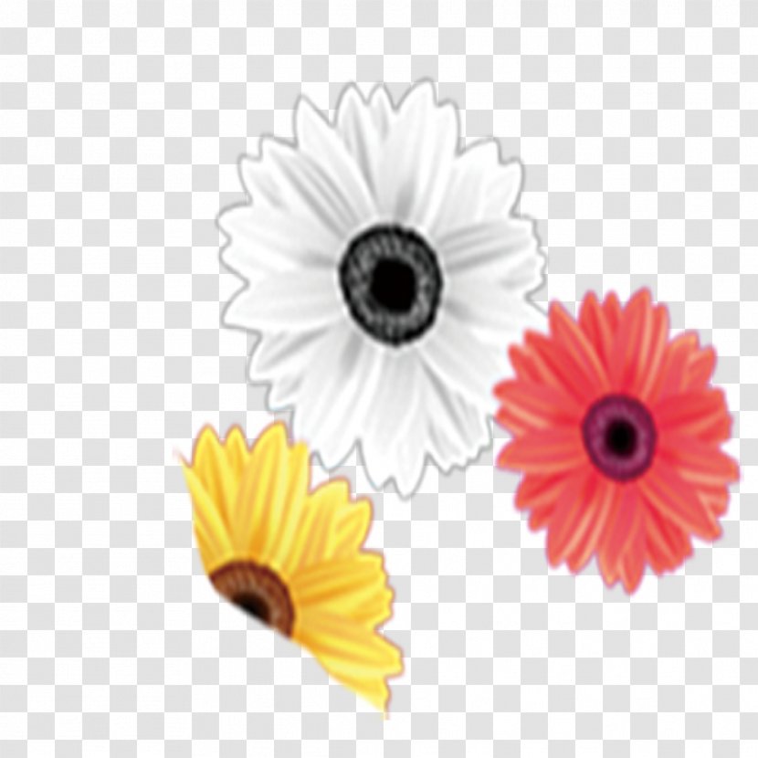Chrysanthemum Download - Petal Transparent PNG