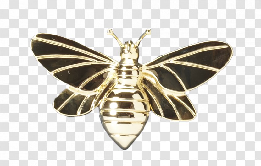 Moth Insect Jewellery Membrane - Arrivals Ornament Transparent PNG