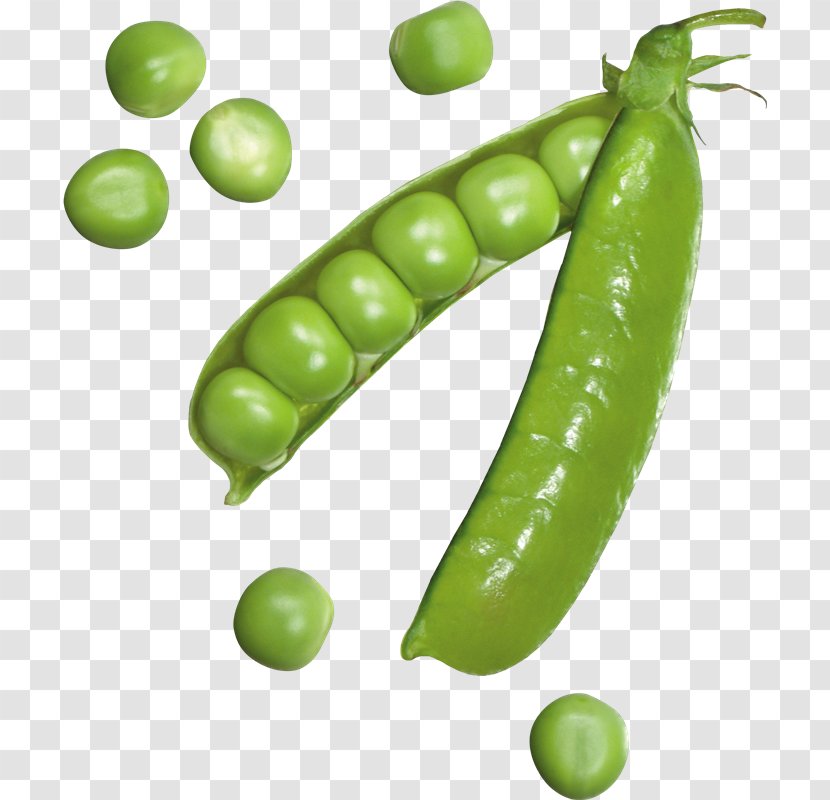 Snow Pea Image Clip Art Download - Vegetable Transparent PNG