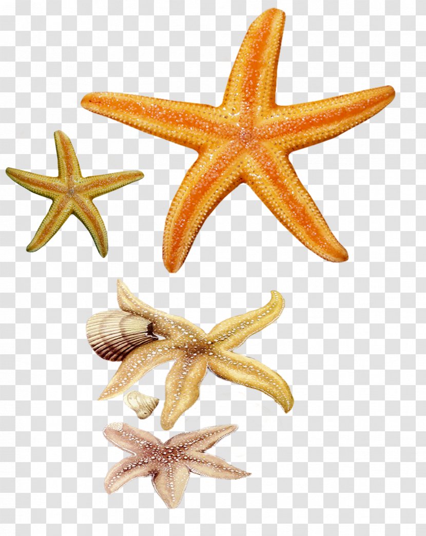 Starfish Echinoderm Clip Art - Sticker Transparent PNG