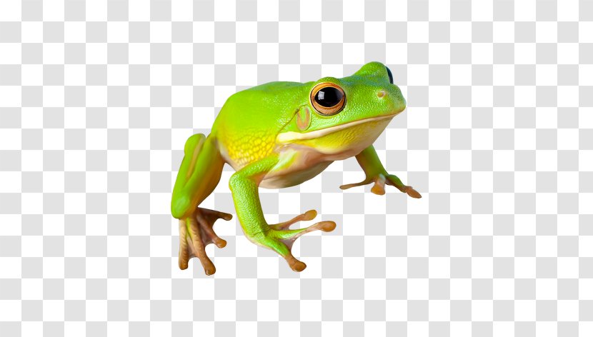 Frog Amphibian Reptile Clip Art - Toad - Green Frogs Transparent PNG