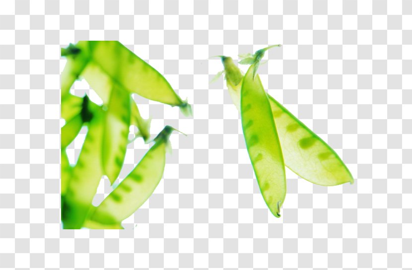 Pea Bean Food - Mung Sprout - Peas Picture Material Transparent PNG