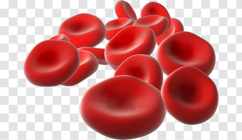 Red Blood Cell Life - Cells Transparent PNG