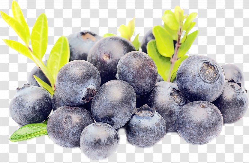 Bilberry Blueberry Fruit Superfood Berry - European Plum - Superfruit Transparent PNG