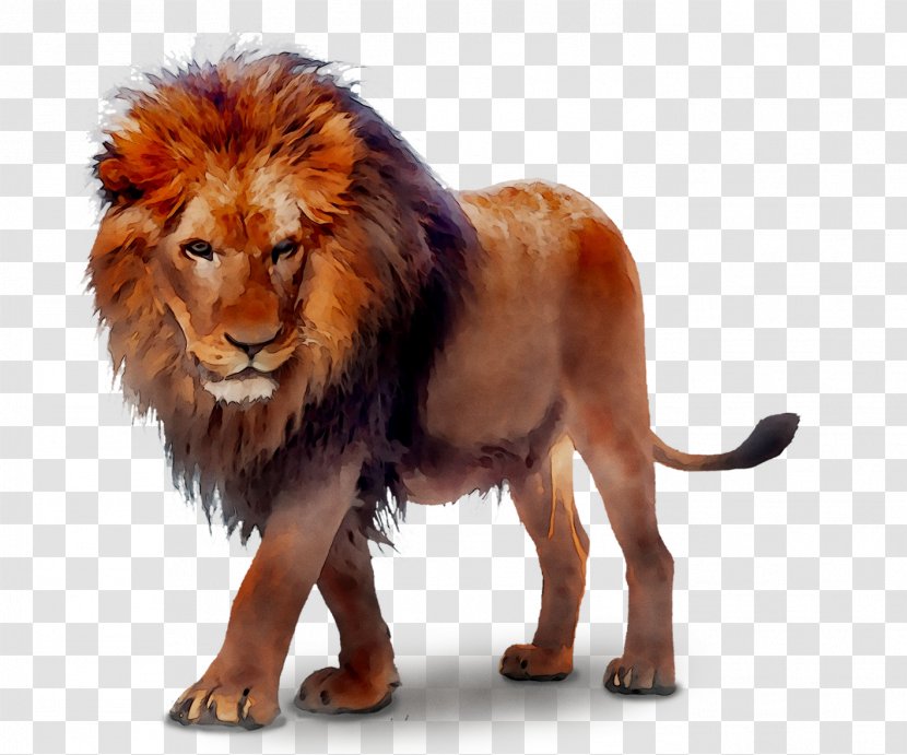 Lion Image Clip Art Transparency - Carnivore Transparent PNG