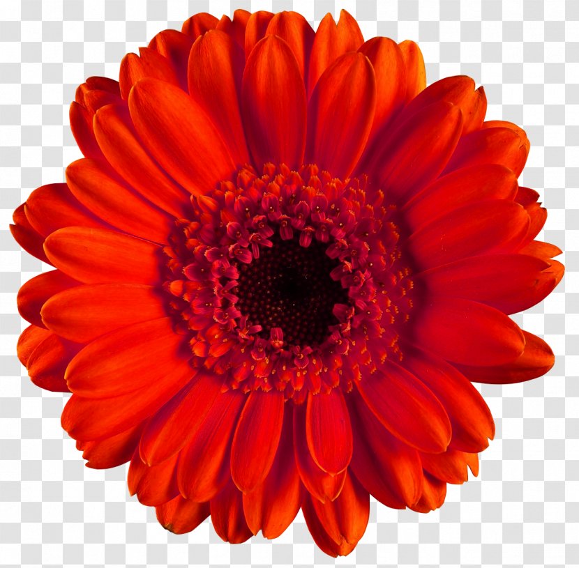 Transvaal Daisy Common Red Flower Clip Art - Chrysanths - Coral Flowers Transparent PNG