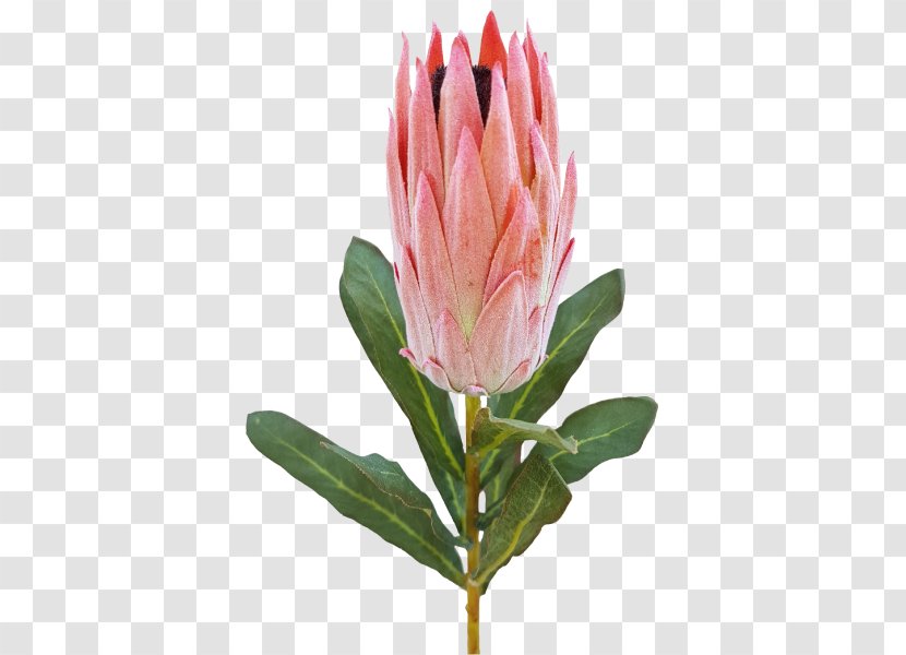 King Protea Cut Flowers Sugarbushes Bud - Silk - Flower Transparent PNG