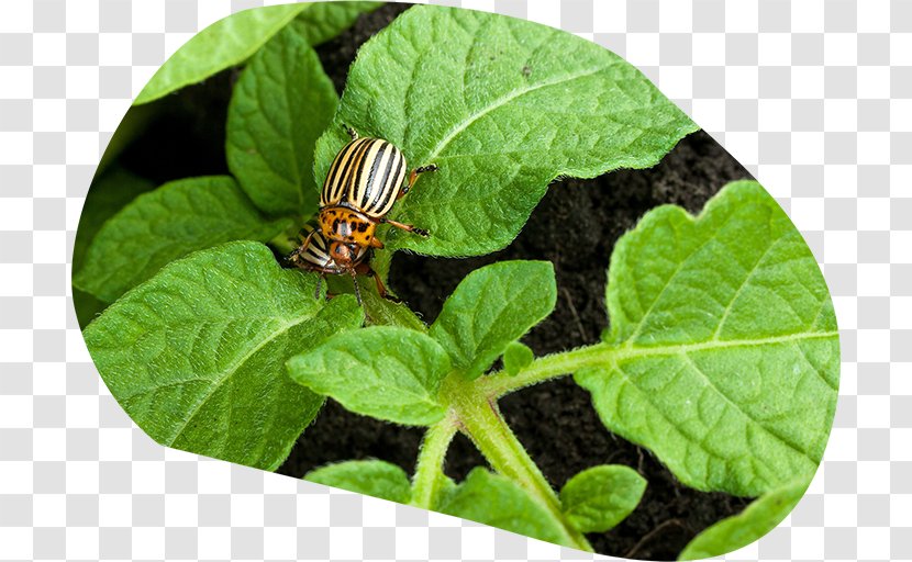 Potato Varieties Colorado Beetle Plant - Variety Transparent PNG