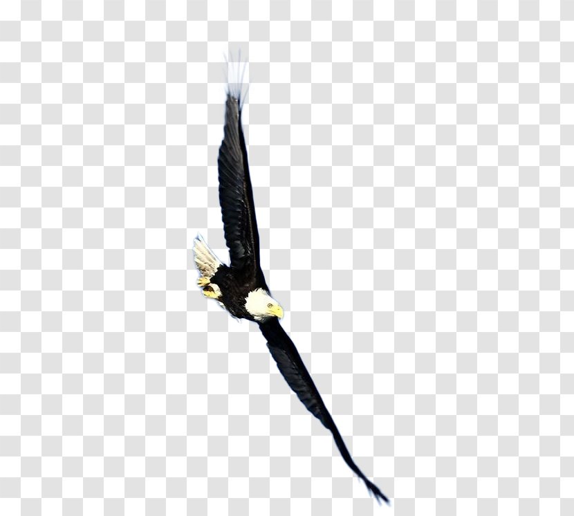 Bird Bald Eagle Hawk - Printing Transparent PNG