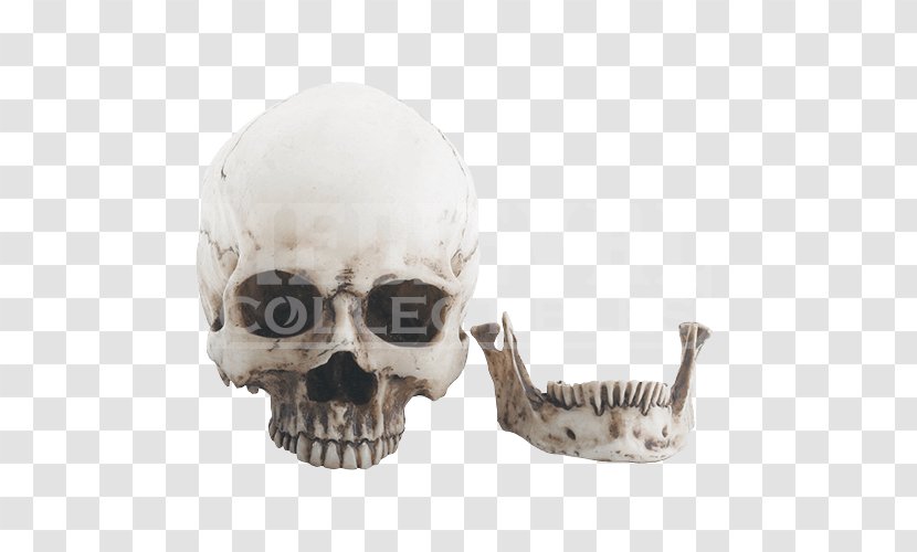 Skull Human Skeleton Figurine Jaw - Head Transparent PNG