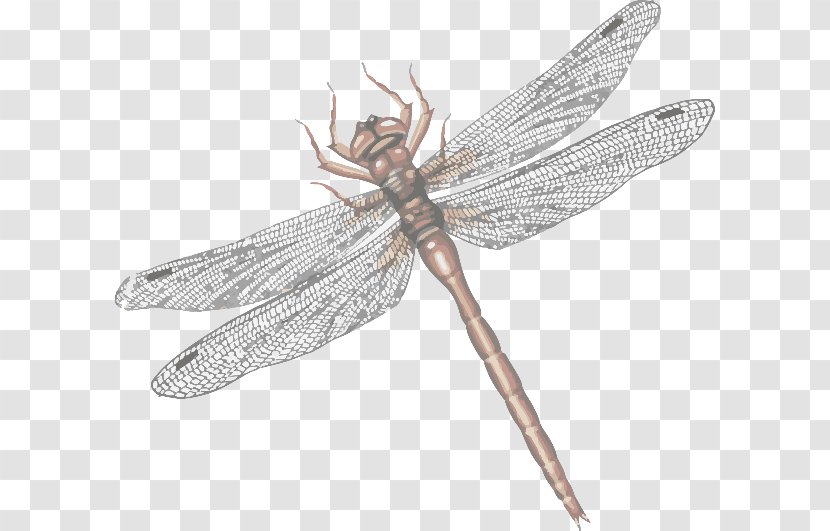 Dragonfly Net-winged Insects Design - Netwinged Transparent PNG