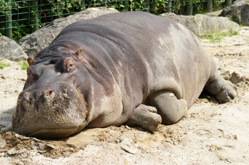 Hippopotamus Hippo: River Horse Crocodile Rhinoceros Desktop Wallpaper - Cuteness - Hippo Transparent PNG