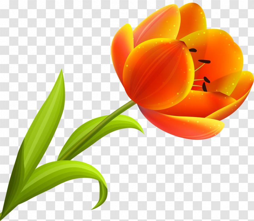 Flower Blossom Petal Orange - Flowering Plant - Tulip Transparent PNG