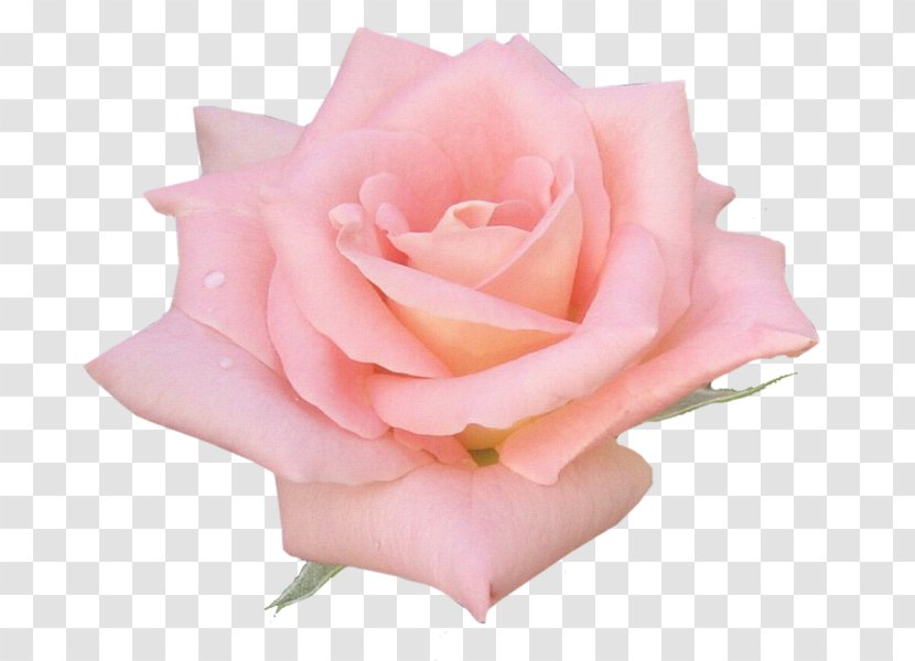 Garden Roses Cabbage Rose Floribunda Pink Flower - Petal Transparent PNG