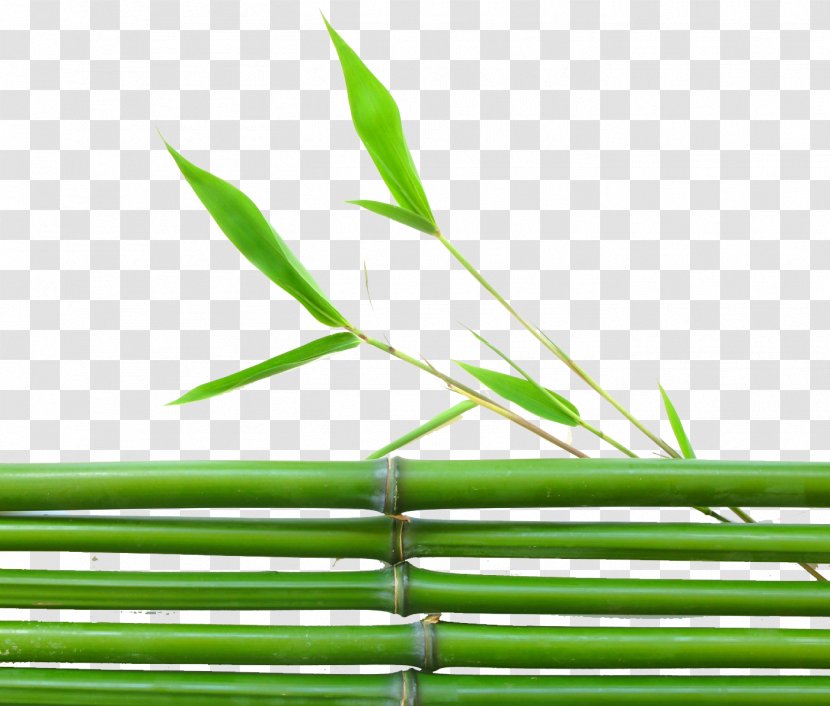Lucky Bamboo Leaf Wallpaper - Green Transparent PNG