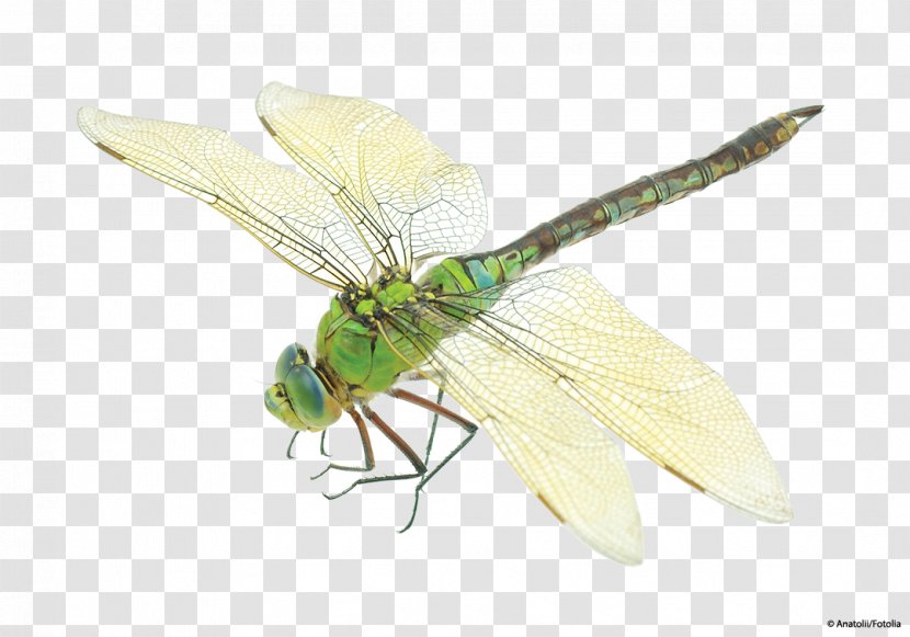 Insect Dragonfly Costume Bird - Clothing Accessories Transparent PNG