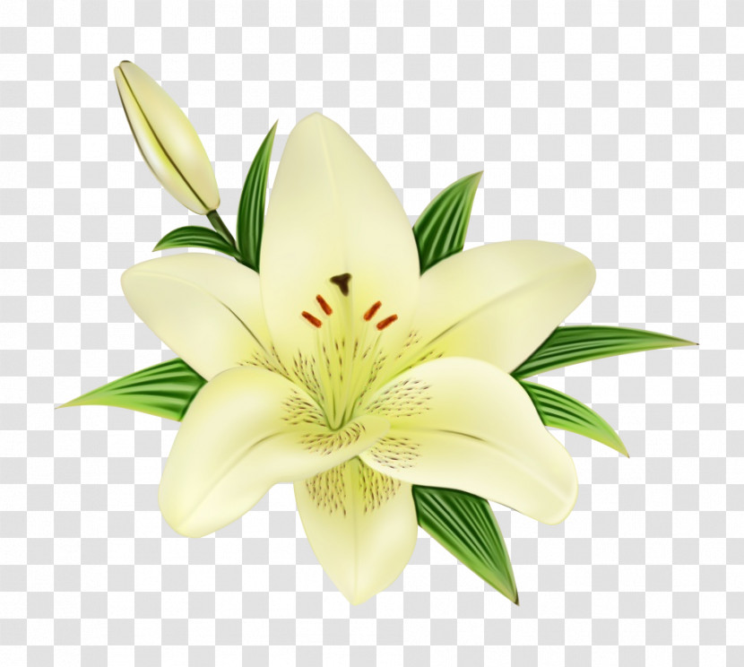 Flower Lily Petal Plant Stargazer Lily Transparent PNG