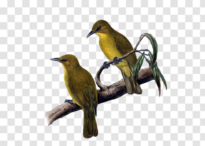 Beak Finches Common Nightingale Fauna Wildlife Transparent PNG