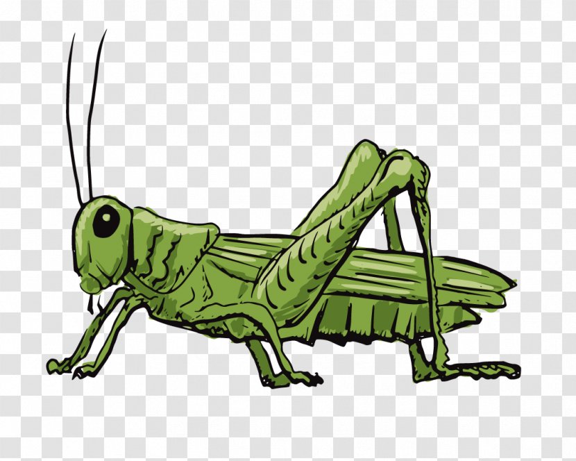 Grasshopper Stock Illustration Drawing Transparent PNG