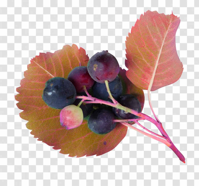 Juice Grape Blueberry - Beautiful Transparent PNG