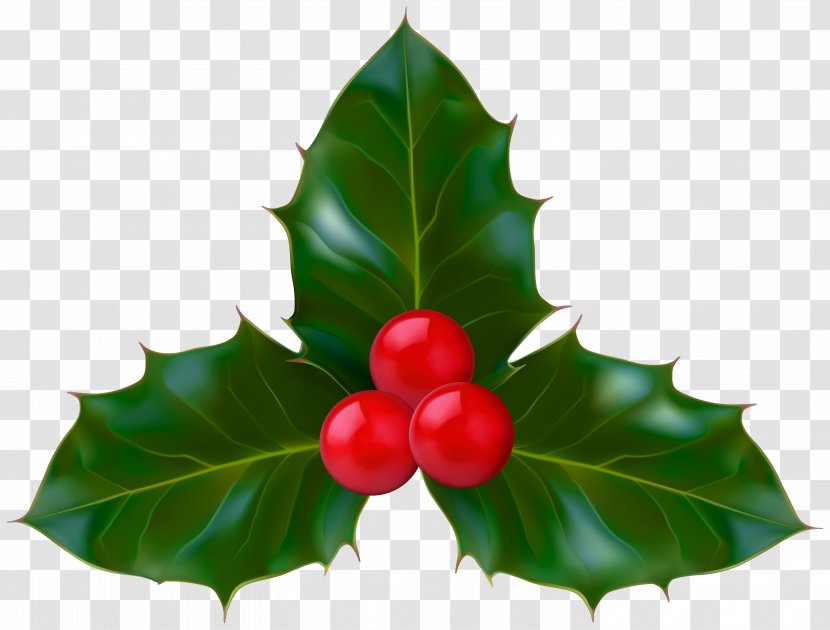 Christmas Decoration Cartoon - Berry - Seedless Fruit Evergreen Transparent PNG