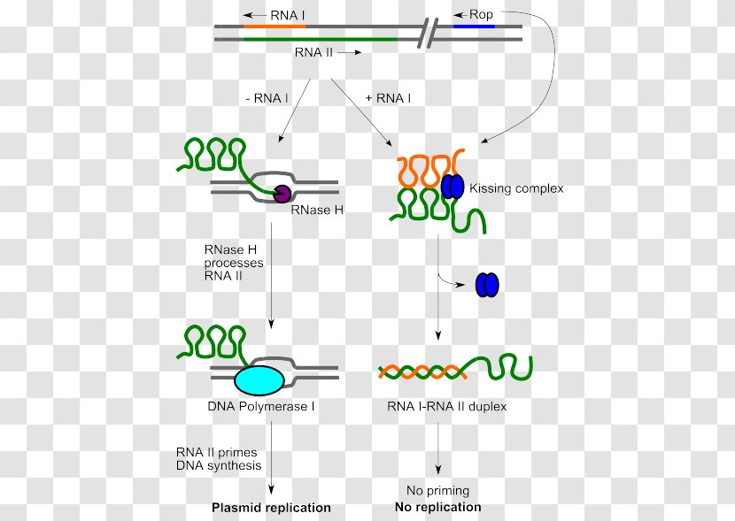 ColE1 Plasmid Origin Of Replication DNA PBR322 - Rna Polymerase - Transcription Transparent PNG