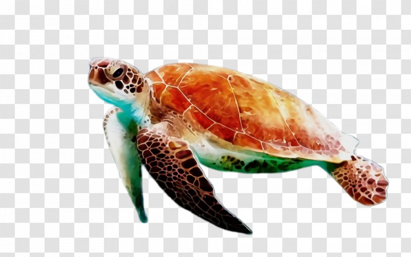 Sea Turtle Hawksbill Green Tortoise - Watercolor - Pond Reptile Transparent PNG