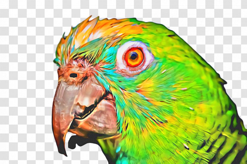 Bird Parrot - Wing - Wildlife Transparent PNG