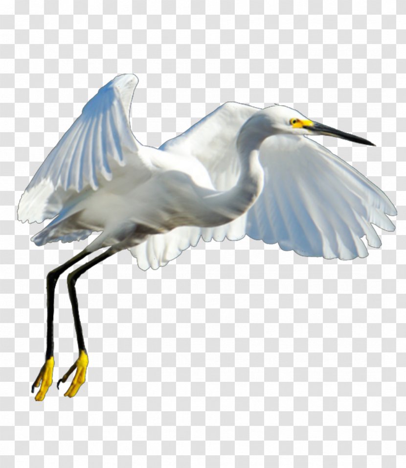 Great Egret Heron Bird Crane Transparent PNG