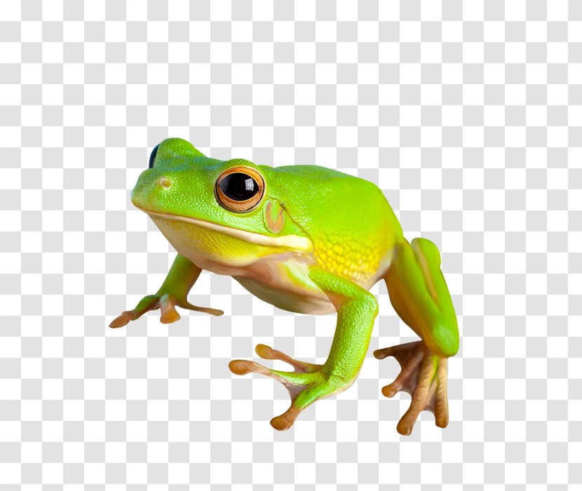 American Bullfrog True Frog Toad - Coreldraw Transparent PNG
