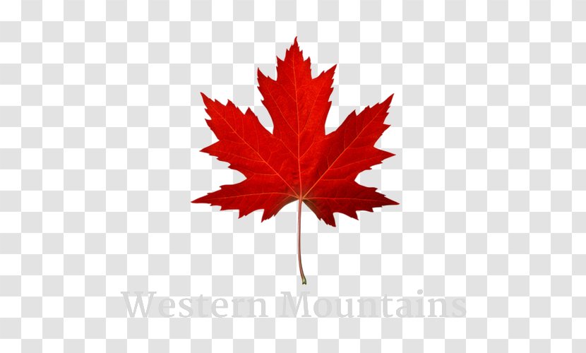 Maple Leaf Autumn Color Red Stock Photography Transparent PNG
