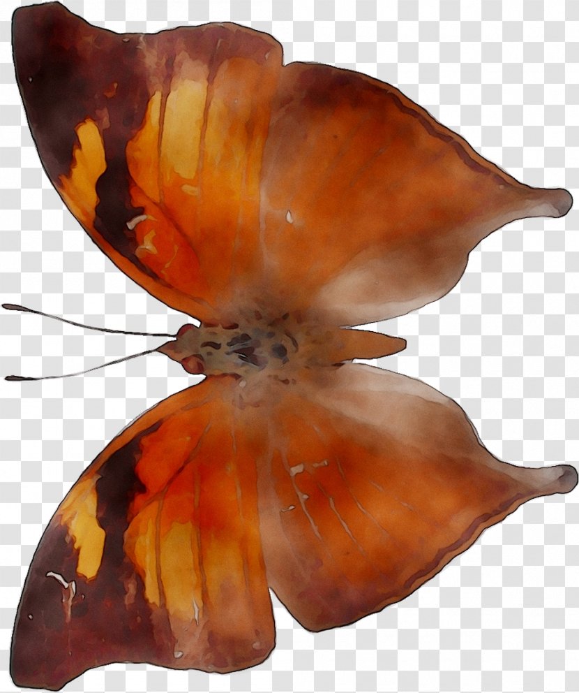 Invertebrate - Orange - Amber Transparent PNG