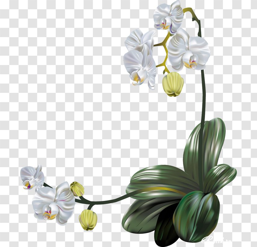 Moth Orchids Flower Clip Art - Cut Flowers - Orchid Vector Transparent PNG