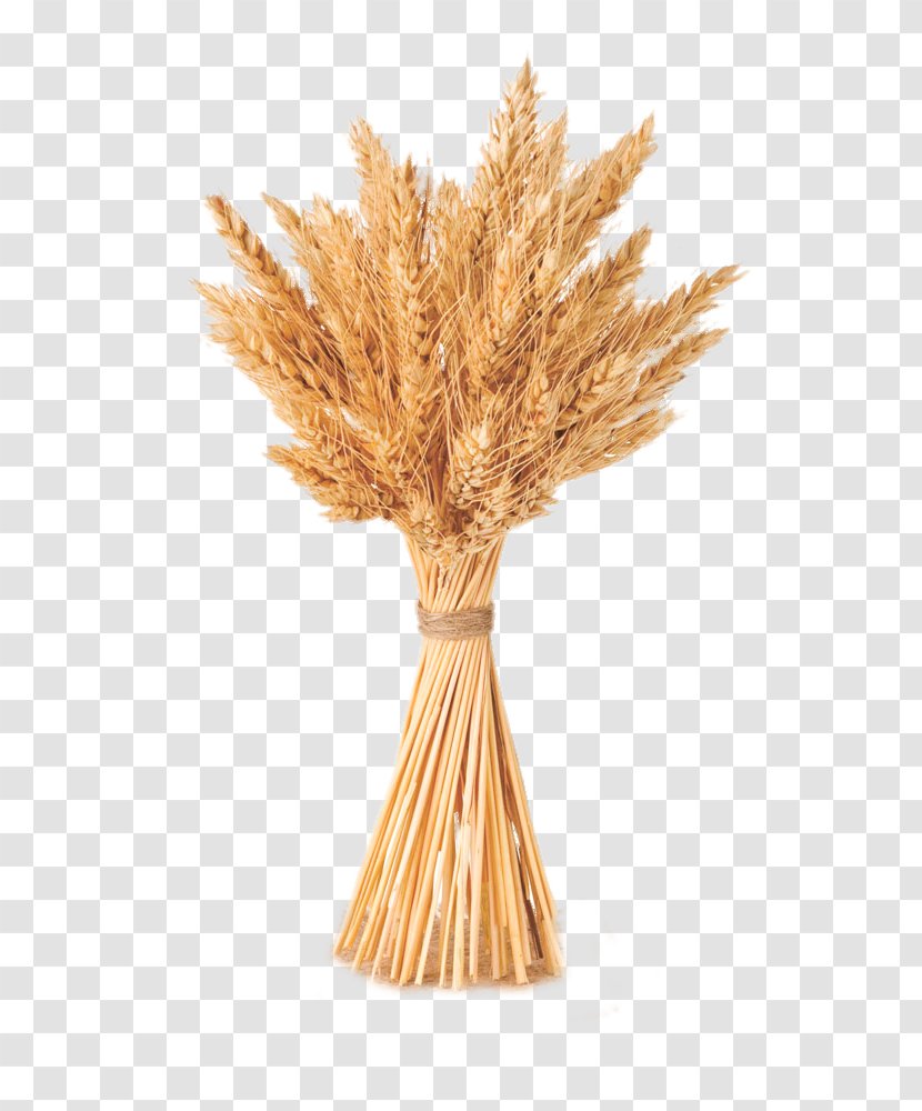 Wheat Cereal Barley - Same Bundle Of Transparent PNG