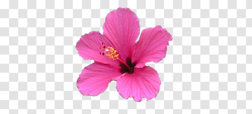 Shoeblackplant Wax Petal - Pink - Flowering Plant Transparent PNG