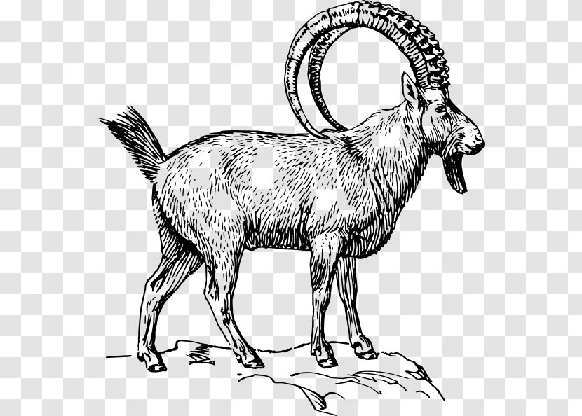 Alpine Ibex Goat Drawing Coloring Book Clip Art - Cow Family Transparent PNG