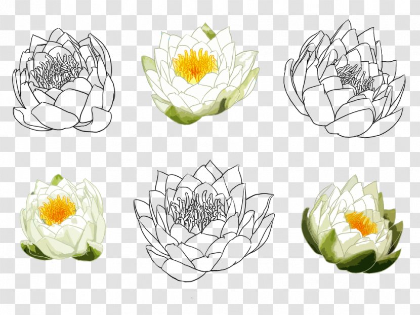 Nelumbo Nucifera Drawing Watercolor Painting Croquis - Floral Design - Hand-painted Lotus Transparent PNG