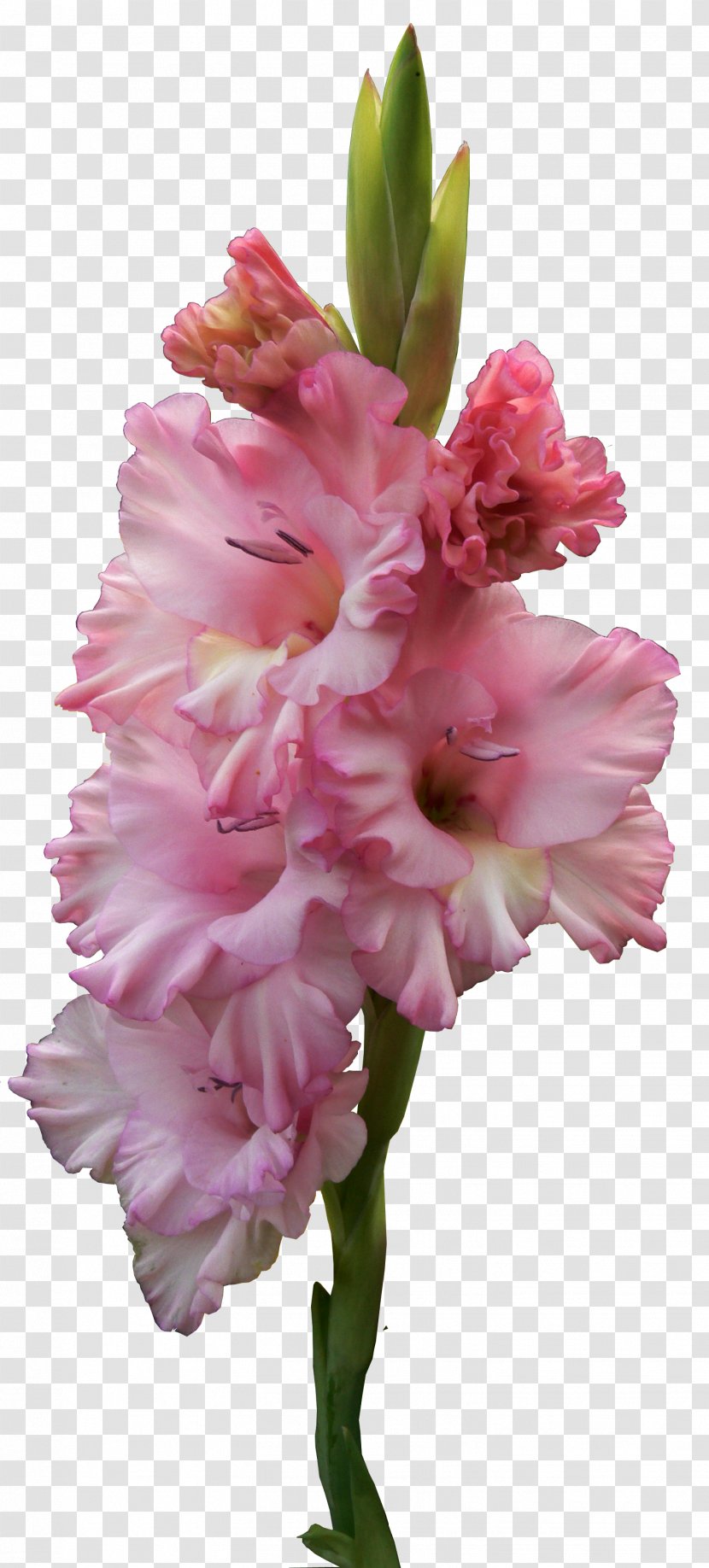 Flower Clip Art - Gladiolus Transparent PNG