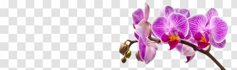 Common Sunflower Lilium Orchids Crocus - Flower Transparent PNG