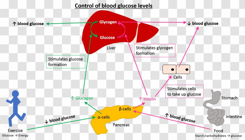 Line Point Angle - Heart - Blood Glucose Transparent PNG