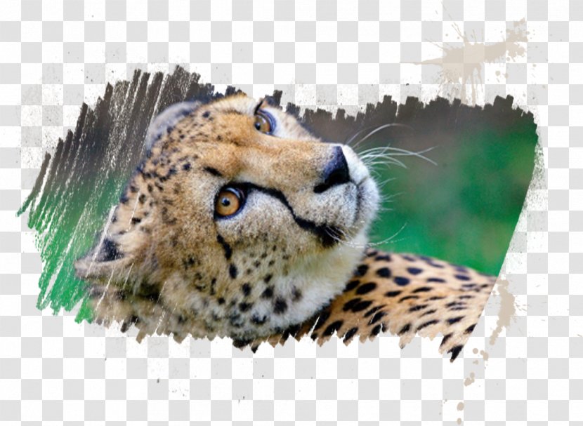 Cheetah Myrtle Beach Safari Tourist Attraction Whiskers - Cat Like Mammal - Conservation Fund Transparent PNG